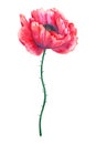 Beautiful red flower poppy. Hand drawn watercolor illustration. Isolated on white background. Royalty Free Stock Photo