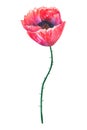 Beautiful red flower poppy. Hand drawn watercolor illustration. Isolated on white background. Royalty Free Stock Photo