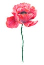 Beautiful red flower poppy. Hand drawn watercolor illustration. Isolated on white background. Royalty Free Stock Photo