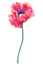 Beautiful red flower poppy. Hand drawn watercolor illustration. Isolated on white background. Royalty Free Stock Photo