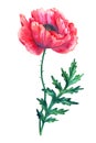 Beautiful red flower poppy with leaf. Hand drawn watercolor illustration. Isolated on white background Royalty Free Stock Photo