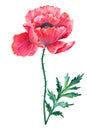 Beautiful red flower poppy with leaf. Hand drawn watercolor illustration. Isolated on white background