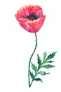 Beautiful red flower poppy with leaf. Hand drawn watercolor illustration. Isolated on white background