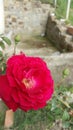 beautiful red flower rose image naturel