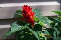 Beautiful red flower of Salvia splendens Latin: Salvia splendens. Royalty Free Stock Photo