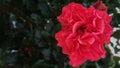 Beautiful red flower shrub,ever green plant