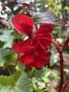beautiful red flower in the sri lanka Royalty Free Stock Photo