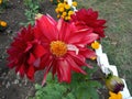 A beautiful red flower of Surya Mukhi Kul in a garden located in a school in India
