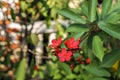 Beautiful red flower Royalty Free Stock Photo