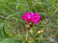 Beautiful Red Flower Which Looks Quite Nice To See.