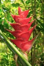 The beautiful red flower of a wild plantain or Caribbean heliconia