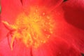 Beautiful red flower with yellow pollen in the middle of a blos Royalty Free Stock Photo