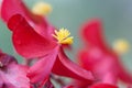 Beautiful red flower with yellow pollen in the middle of a blos Royalty Free Stock Photo