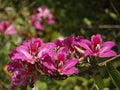 Beautiful red-flowered camel's foot Hong Kong orchid tree flowers Royalty Free Stock Photo