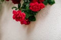 Beautiful red flowering rose with green leaves in the garden against white wall Royalty Free Stock Photo