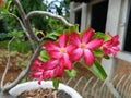 beautiful red flowers, adenium or desert rose or Japanese frangipani flowers
