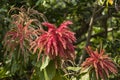 Beautiful Red Flowers of Ant Tree or Triplaris Brasiliensis Royalty Free Stock Photo