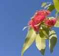 Beautiful red flowers of Australian native gum tree Royalty Free Stock Photo