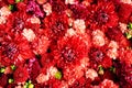 Beautiful red flowers background. Aster flowers Royalty Free Stock Photo