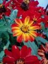 Beautiful red flowers