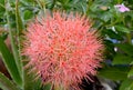 Beautiful red flowers of Blood flower, Powder puff lily, Blood lily Haemanthus multiflorus Tratt. Martyn. Royalty Free Stock Photo