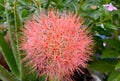 Beautiful red flowers of Blood flower, Powder puff lily, Blood lily Haemanthus multiflorus Tratt. Martyn.