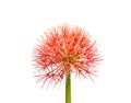 Beautiful red flowers of Blood flower, Powder puff lily, Blood lily Haemanthus multiflorus Tratt. Martyn