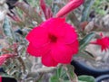 The beautiful red flowers of the blooming adenium tree are in high demand