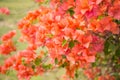 Beautiful red flowers blooming in green garden