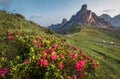 Beautiful red flowers blossom with early morning Dolomites Alps mountain landscape photo. Giau Pass or Passo di Giau - 2236m