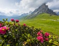 Beautiful red flowers blossom with early morning Dolomites Alps mountain landscape photo. Giau Pass or Passo di Giau - 2236m Royalty Free Stock Photo