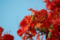 Beautiful Red Flowers Blossom. Red Gulmohar Flowers.