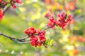 Beautiful red flowers of blossoming Flowering Quince in sunny sp