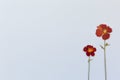 Beautiful red flowers on the blue background top view. Flat lay style.