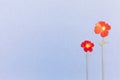 Beautiful red flowers on the blue background top view. Flat lay style.