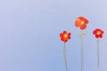 Beautiful red flowers on the blue background top view. Flat lay style. Royalty Free Stock Photo