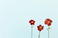 Beautiful red flowers on the blue background top view. Flat lay style. Royalty Free Stock Photo