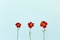 Beautiful red flowers on the blue background top view. Flat lay style. Royalty Free Stock Photo