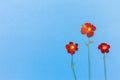 Beautiful red flowers on blue background top view. Flat lay style.