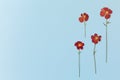 Beautiful red flowers on blue background top view. Flat lay style.