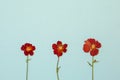 Beautiful red flowers on blue background top view. Flat lay style.