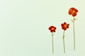 Beautiful red flowers on the blue background top view. Flat lay style.