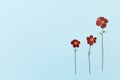 Beautiful red flowers on the background top view. Flat lay style. Royalty Free Stock Photo