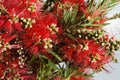 Beautiful red flowers Callistemon closeup. Horizontal Royalty Free Stock Photo