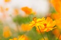 Beautiful red flowers of the cosmos Royalty Free Stock Photo