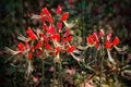 Beautiful red flowers at the edge of the forest Royalty Free Stock Photo