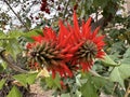 Red flowers of Erythrina tree, or Coral tree (lat. - Erythrina Royalty Free Stock Photo