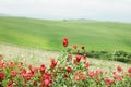 Beautiful red flowers in the field in spring
