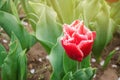 Beautiful red flowers Fringed tulips Canasta in a sunny garden. Spring flower. Soft selective focus Royalty Free Stock Photo