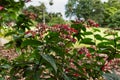 Beautiful red flowers in the garden